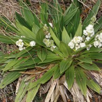 Hedyotis plantaginifolia Arn.